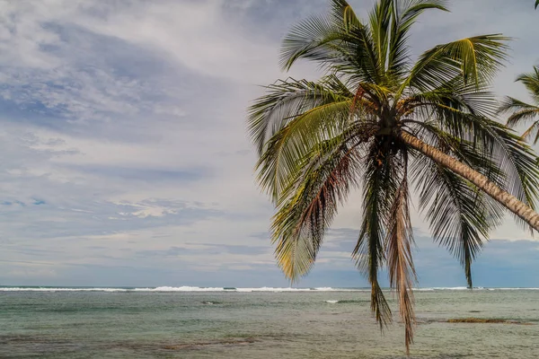 Palmiye ve deniz Cahuita Milli Parkı, Kosta Rika