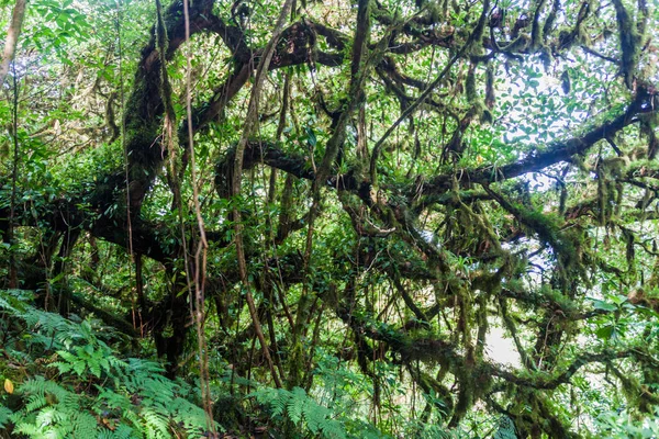 Bulut: Ometepe Island, Nicaragua Maderas volkana kapsayan orman