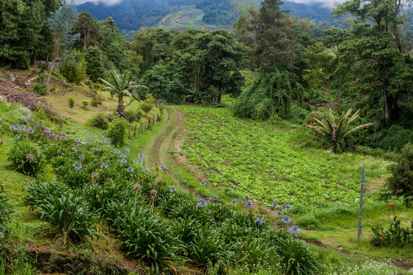 Campo Lattuga Vicino Villaggio Cerro Punta Panama — Foto Stock