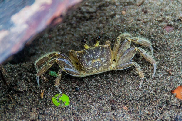 Crabe Dans Parc National Tortuguero Costa Rica — Photo