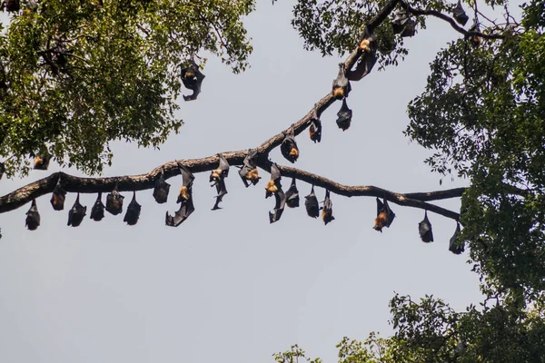 Meyve yarasalar (uçan tilkiler) içinde Kraliyet Botanik Bahçeleri yakınında Kandy, Sri Lanka