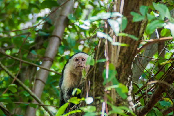 Mono Capuchino Cabeza Blanca Cebus Capucinus Parque Nacional Cahuita Costa — Foto de Stock