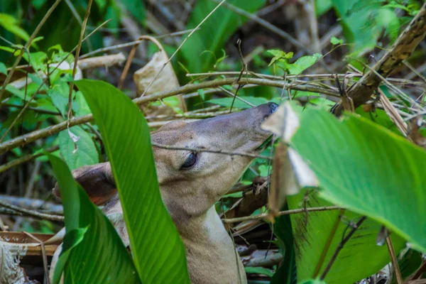 Cervo Nel Parco Nazionale Manuel Antonio Costa Rica — Foto Stock