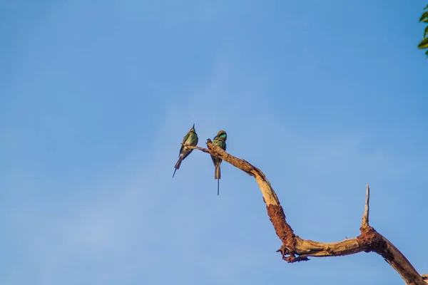 Mangeur Abeilles Vertes Merops Orientalis Dans Parc National Udawalawe Sri — Photo