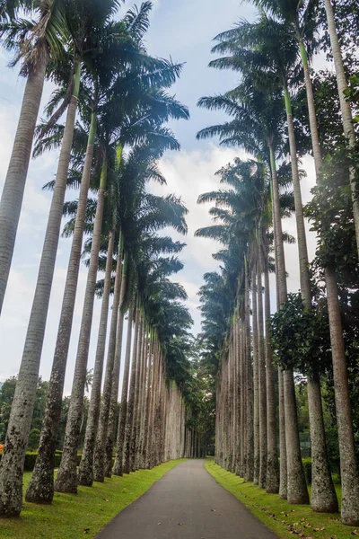 Palmiye sokak içinde Kraliyet Botanik Bahçeleri yakınında Kandy, Sri Lanka