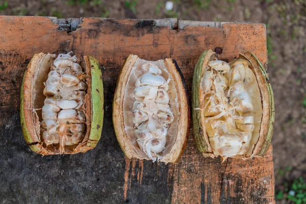 Granos Cacao Recién Abiertos — Foto de Stock