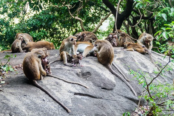 Dambulla mağara temple, Sri Lanka yakınındaki makak