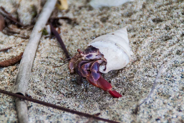 Yalnızcıl yengeç Cahuita Milli Parkı, Kosta Rika