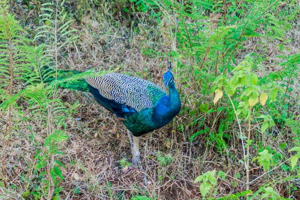 Linnut Uda Walawen Kansallispuistossa Sri Lankassa — kuvapankkivalokuva