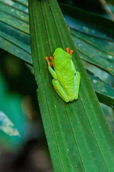 Bir ormandaki yakınındaki La Fortuna, Kosta Rika bıkkın ağaç kurbağası (amfibi callidryas)