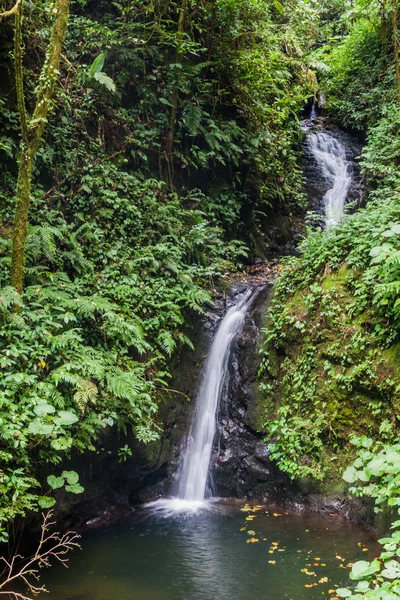 San Luis şelale içinde bir bulut orman, Reserva Biologica Bosque Nuboso Monteverde, Kosta Rika