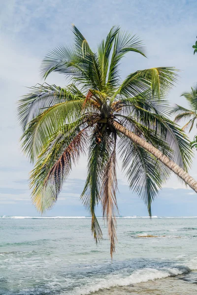 棕榈和海在 Cahuita 国家公园 哥斯达黎加 — 图库照片