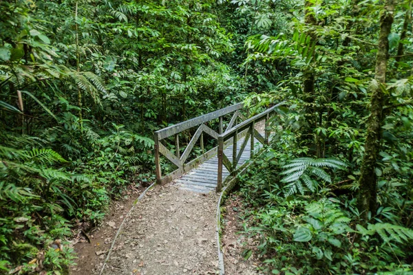 Vandringsled Molnskogen Reserva Biologica Bosque Nuboso Monteverde Costa Rica — Stockfoto