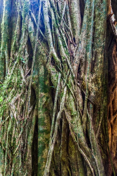 Masif ağaç bir ormanda Panama