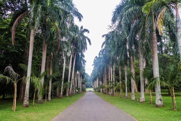 Palmenallee Königlichen Botanischen Garten Der Nähe Von Kandy Sri Lanka — Stockfoto