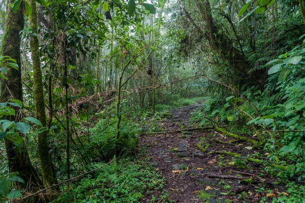 Hiking trail Sendero Los Quetzales Milli Parkı Volcan Baru içinde yağmurlu mevsiminde, Panama.