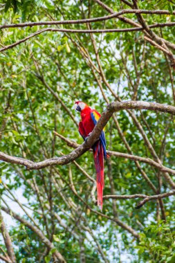 Scarlet Amerika papağanı (Ara macao), Hinduras, oturur arkeolojik park Copan, Honduras ağacında, Ulusal kuş