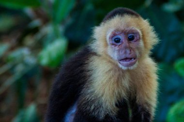 Ak başlı capuchin maymunu (Cebus capucinus) içinde Milli Parkı Manuel Antonio, Kosta Rika