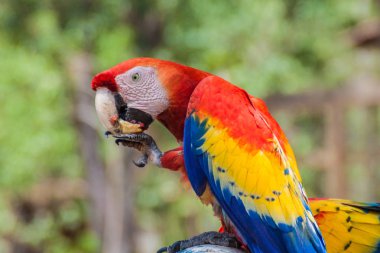 Scarlet Amerika papağanı (Ara macao), Hinduras, yiyor, besleyici arkeolojik park Copan, Honduras yakınındaki Ulusal kuş