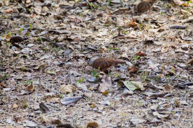 Kırmızı zemin güvercin (Columbina talpacoti)
