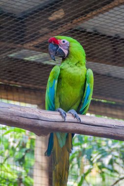 Büyük yeşil Amerika papağanı (Ara ambiguus)