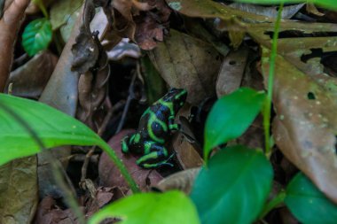 Yeşil ve siyah zehirli ok kurbağası (Dendrobates hava) Milli Parkı Manuel Antonio, Kosta Rika