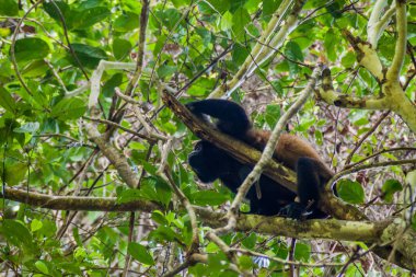 Mantled uluyan maymun (Alouatta palliata) Milli Parkı Manuel Antonio, Kosta Rika
