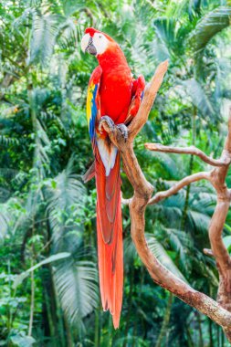 Scarlet Amerika papağanı (Ara macao), Hinduras, Copan Ruinas, Honduras Ulusal kuş