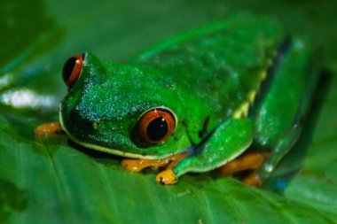 Tortuguero, Kosta Rika yakınındaki ormanda bıkkın ağaç kurbağası (amfibi callidryas)