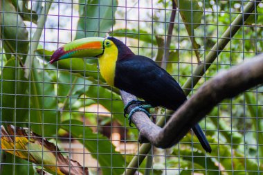 Salma gagalı Tukan (Ramphastos sulfuratus)