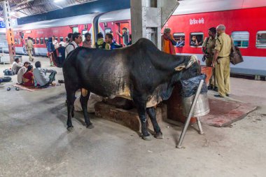 Varanasi, Hindistan - 25 Ekim 2016: İnek Varanasi kavşak tren istasyonunda, Hindistan çöp yiyor