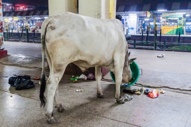Varanasi, Hindistan - 25 Ekim 2016: İnek Varanasi kavşak Tren İstasyonu, Hindistan bir platform çöp yiyor