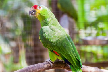 Kırmızı lored amazon (Amazona autumnalis)