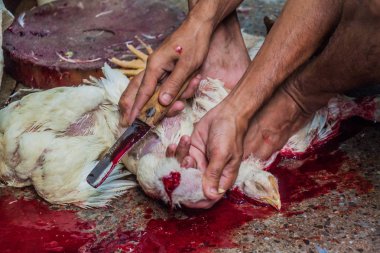 Kolkata, Hindistan - 31 Ekim 2016: Tavuk Kolkata, Hindistan yeni Market kasap öldürür