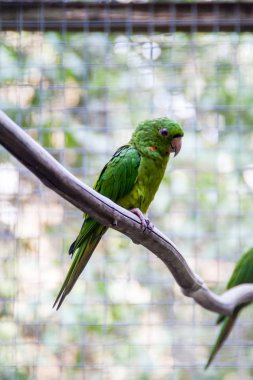 Kızıl gerdanlı muhabbet kuşu (Psittacara rubritorquis)