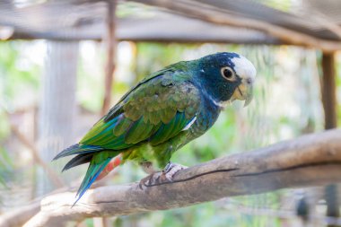 Beyaz tepeli papağanı (Pionus senilis)