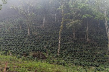 Yojoa lake, Honduras yakınındaki kahve saç ekimi