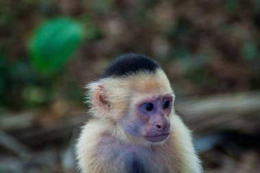 Ak başlı capuchin maymunu (Cebus capucinus) içinde Milli Parkı Manuel Antonio, Kosta Rika