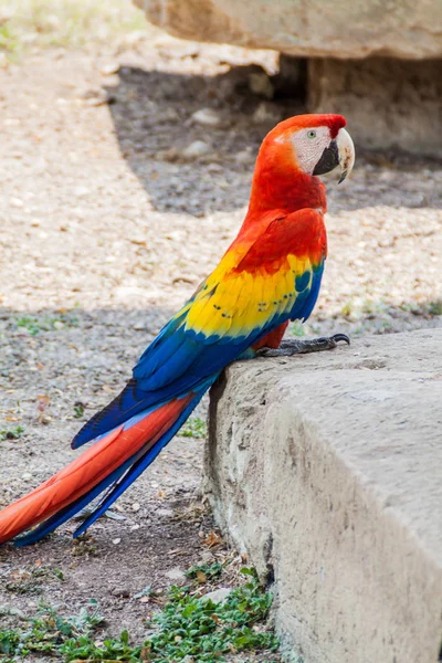 Scarlet Ara Makau Ara Narodowy Ptak Hinduras Siedzi Ruinę Parku — Zdjęcie stockowe