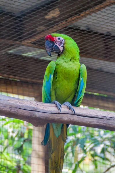 Büyük yeşil Amerika papağanı (Ara ambiguus)