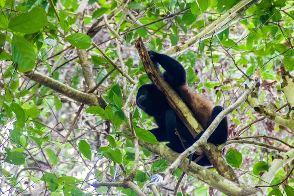 Επικαλυμμένο Μαϊμού Ουρλάζων Alouatta Palliata Στο Εθνικό Πάρκο Μανουέλ Αντόνιο — Φωτογραφία Αρχείου