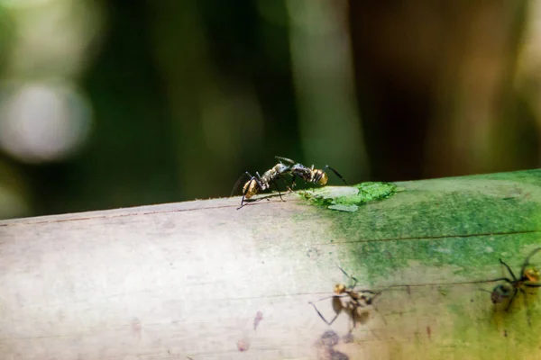 Ameisen Nationalpark Manuel Antonio Costa Rica — Stockfoto