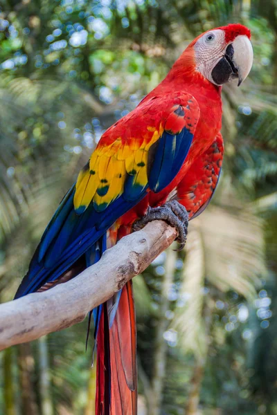 Scarlet Ara Makau Ara Ptak Narodowy Hinduras Copan Ruinas Honduras — Zdjęcie stockowe