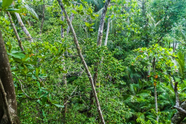 Orman Içinde Milli Parkı Manuel Antonio Kosta Rika — Stok fotoğraf