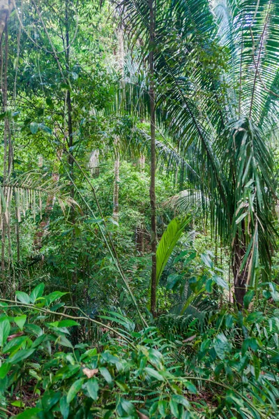 Orman içinde Milli Parkı Manuel Antonio, Kosta Rika