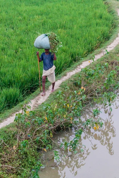 Bihar State India October 2016 Local Peasant Crossing Paddy Field — Stock Photo, Image