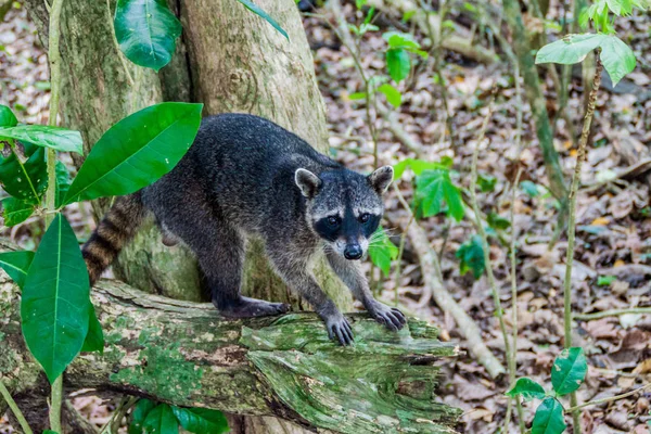 Yengeç yiyen rakun (Procyon cancrivorus) içinde Milli Parkı Manuel Antonio, Kosta Rika
