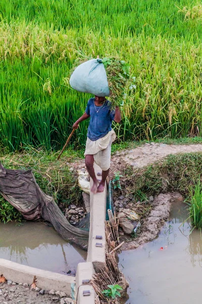 Bihar State India October 2016 Local Peasant Crossing Paddy Field — Stock Photo, Image