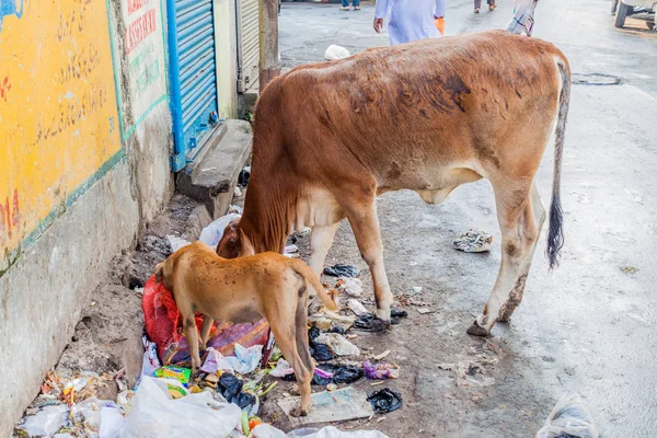 Kolkata, Hindistan - 30 Ekim 2016: İnek ve bir köpek çöp merkezi Kolkata, Hindistan bir sokakta yemek yiyin