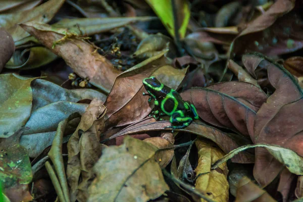 Зелено Черный Ядовитый Дротик Dendrobates Auratus Национальном Парке Мануэль Антонио — стоковое фото